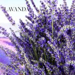 Spa-Collection-Colonia-Lavanda-100ml